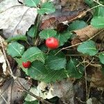 Mitchella repens Leaf