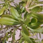 Sedum praealtum Leaf