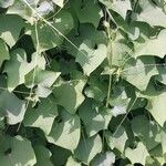 Sechium edule Φύλλο