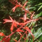 Pitcairnia angustifolia 花