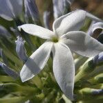 Amsonia grandiflora Flower