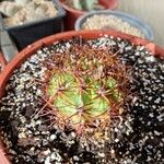 Melocactus intortusLeaf