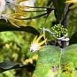 Hoya multiflora Elinympäristö