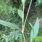 Persicaria lapathifolia पत्ता