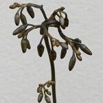 Dianella adenanthera Flor
