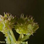 Valerianella coronata Fruit