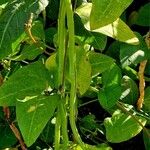 Vigna unguiculata Плід