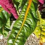 Amaranthus caudatus Leaf