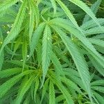 Cannabis sativa Frunză