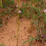 Striga gesnerioides Habitus