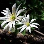 Anemonoides apennina Floare