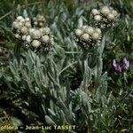 Antennaria carpatica Hábito