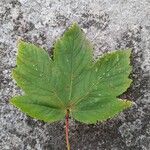 Acer pseudoplatanus Likasa