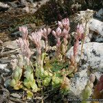 Sedum niveum Habitus