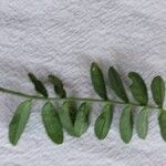 Coronilla varia Leaf