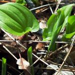 Maianthemum bifolium Лист