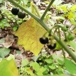 Smilax bona-nox