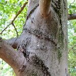 Fagus grandifolia Bark