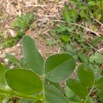 Vicia johannis Blatt