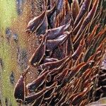 Cyathea bicrenata Bark