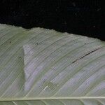 Spathiphyllum phryniifolium List