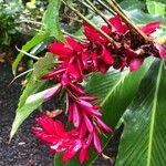 Alpinia purpurata Flower