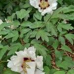 Paeonia rockii List