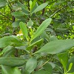 Lumnitzera racemosa Leaf