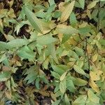 Spiraea cantoniensis Blatt
