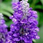 Salvia farinacea Облик