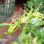 Brassia caudataЦвят