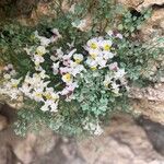 Sarcocapnos enneaphylla Flor