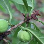 Ficus cyathistipula Frucht