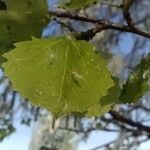 Populus tremula Leaf