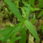 Persicaria minor ഇല