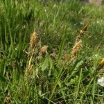 Carex depressa Habit