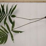 Thelypteris nicaraguensis Прочее