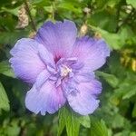 Hibiscus syriacus Цвят