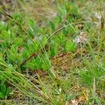 Carex vaginata Habit