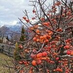 Malus sylvestris Плод