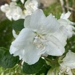 Philadelphus × virginalisFloro