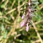 Odontites vernus Flower