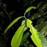 Ocotea dendrodaphne Otro