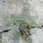 Ruta angustifolia Jani