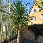 Dracaena draco Habit