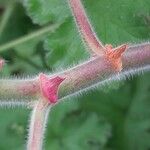 Pelargonium capitatum Bark