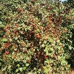 Crataegus monogyna عادت داشتن