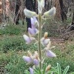 Lupinus sericeus Λουλούδι