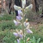 Lupinus sericeus 花