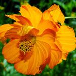Cosmos sulphureus Flower